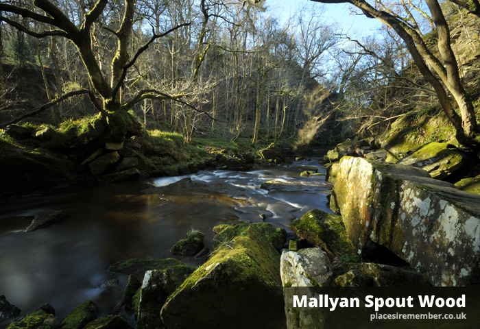 Mallyan Spout Wood, Goathland